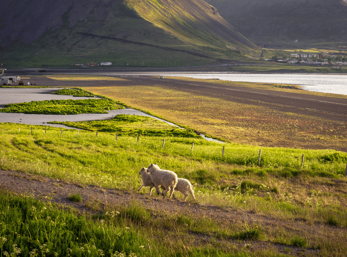 Ísafjörður