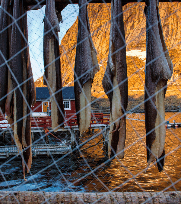 Fiskerestaurants in de Lofoten: waar eet je de beste verse vis?
