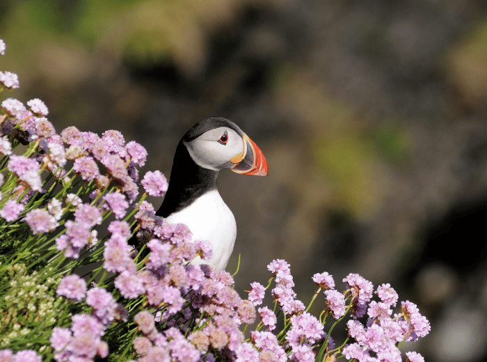 7x vogels spotten tijdens je cruise (papegaaiduikers & meeuwen)