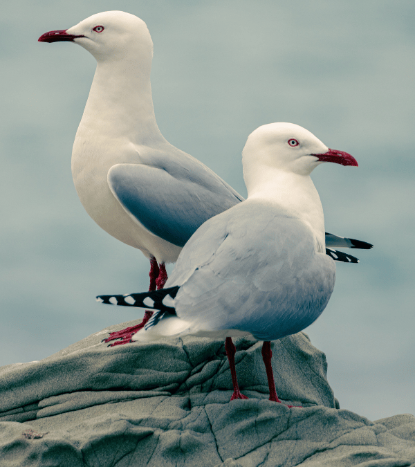 Vogels spotten tijdens je cruise (papegaaiduikers & meeuwen)
