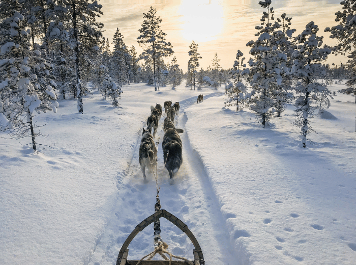 Excursies vanuit Tromsø: husky’s, walvissen, fjorden en arctische natuur