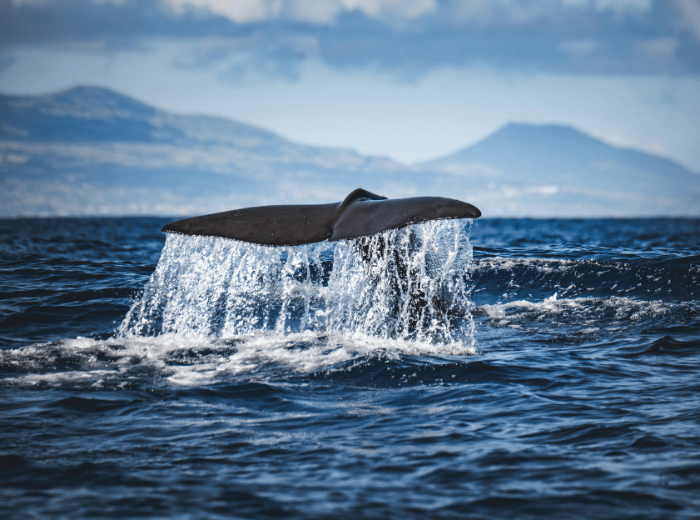 Excursies vanuit Tromsø: husky’s, walvissen, fjorden en arctische natuur