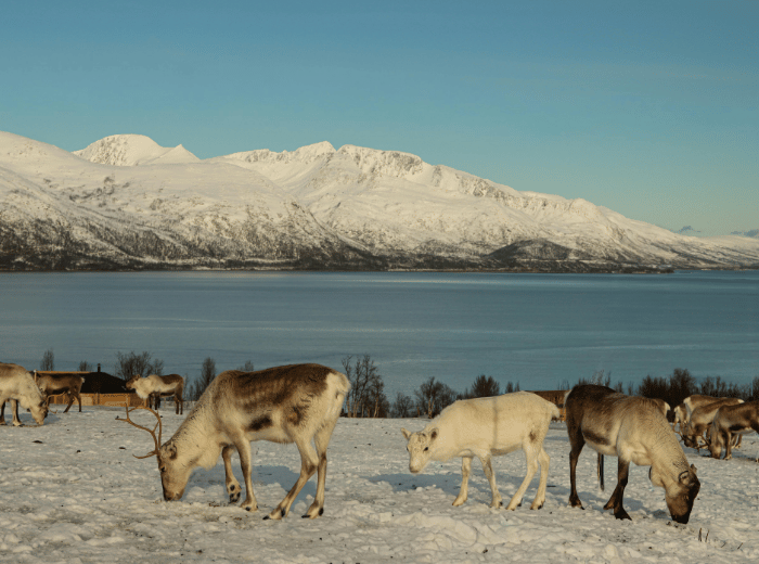 Excursies vanuit Tromsø: husky’s, walvissen, fjorden en arctische natuur