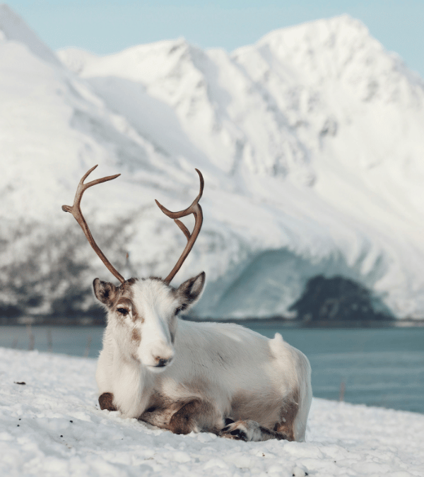 Excursies vanuit Tromsø: husky’s, walvissen, fjorden en arctische natuur